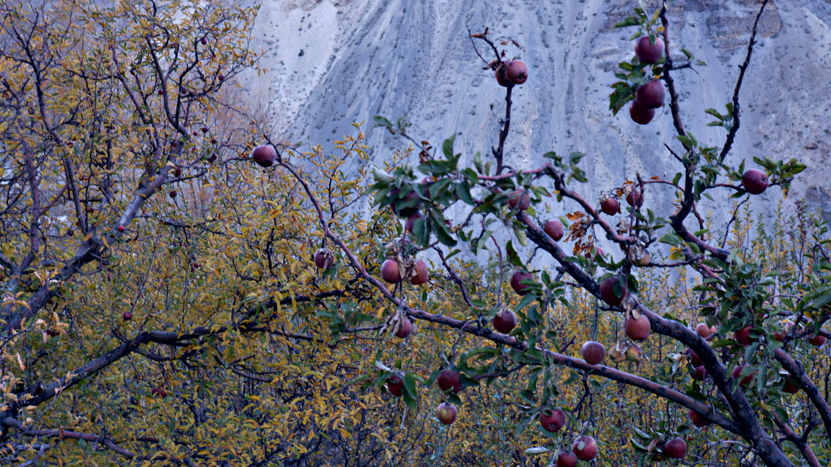 Kayang Season Pass — Himalayan Harvest