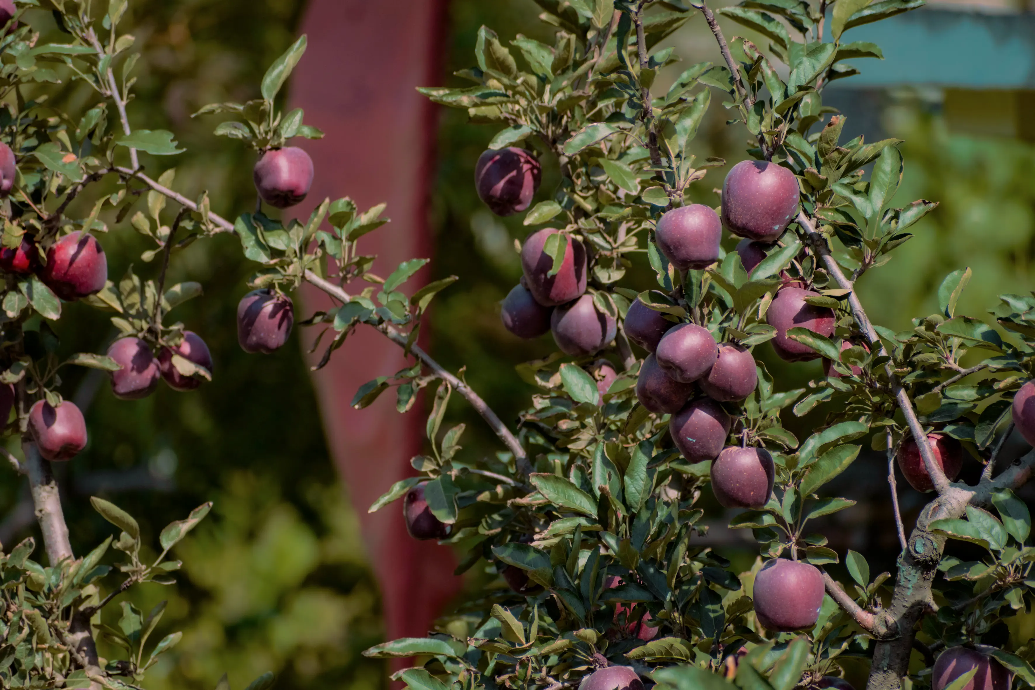 Black Gold Premium Kinnaur Apples