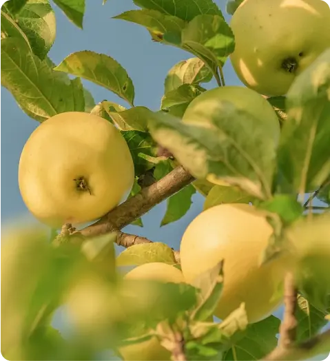 Golden Delicious Apples