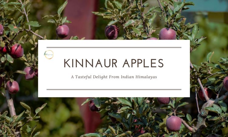 kinnaur apples a tasteful delight from indian himalayas