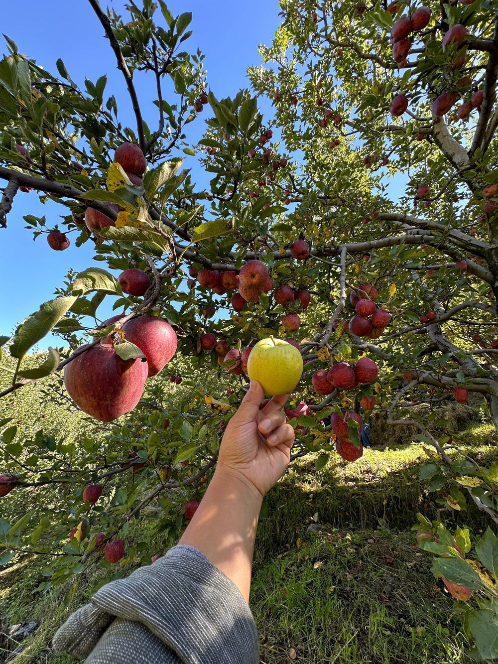 Inside Kinnaur’s Apple Harvest: One District, Three Different Apple Seasons