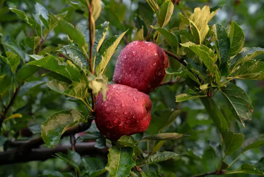 Kinnaur Red Royal Apples