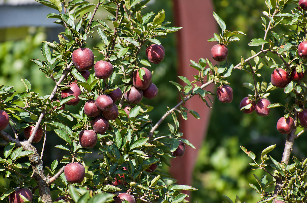 Kinnaur Red Royal Apples — Freshly hand picked