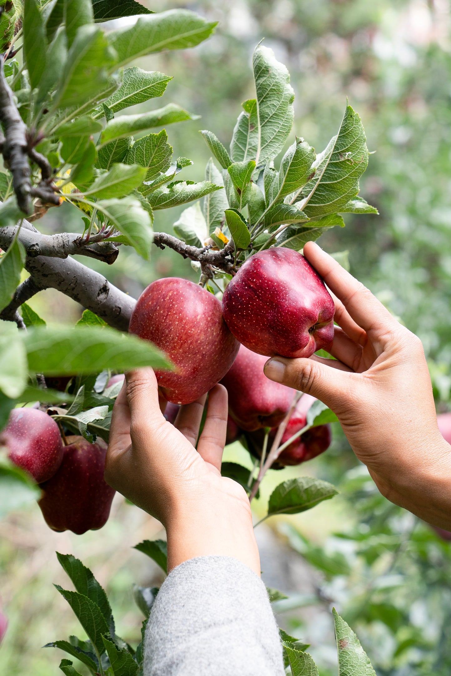 Kinnaur Red Royal Apples