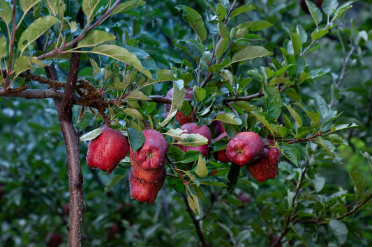 Kinnaur Red Royal Apples