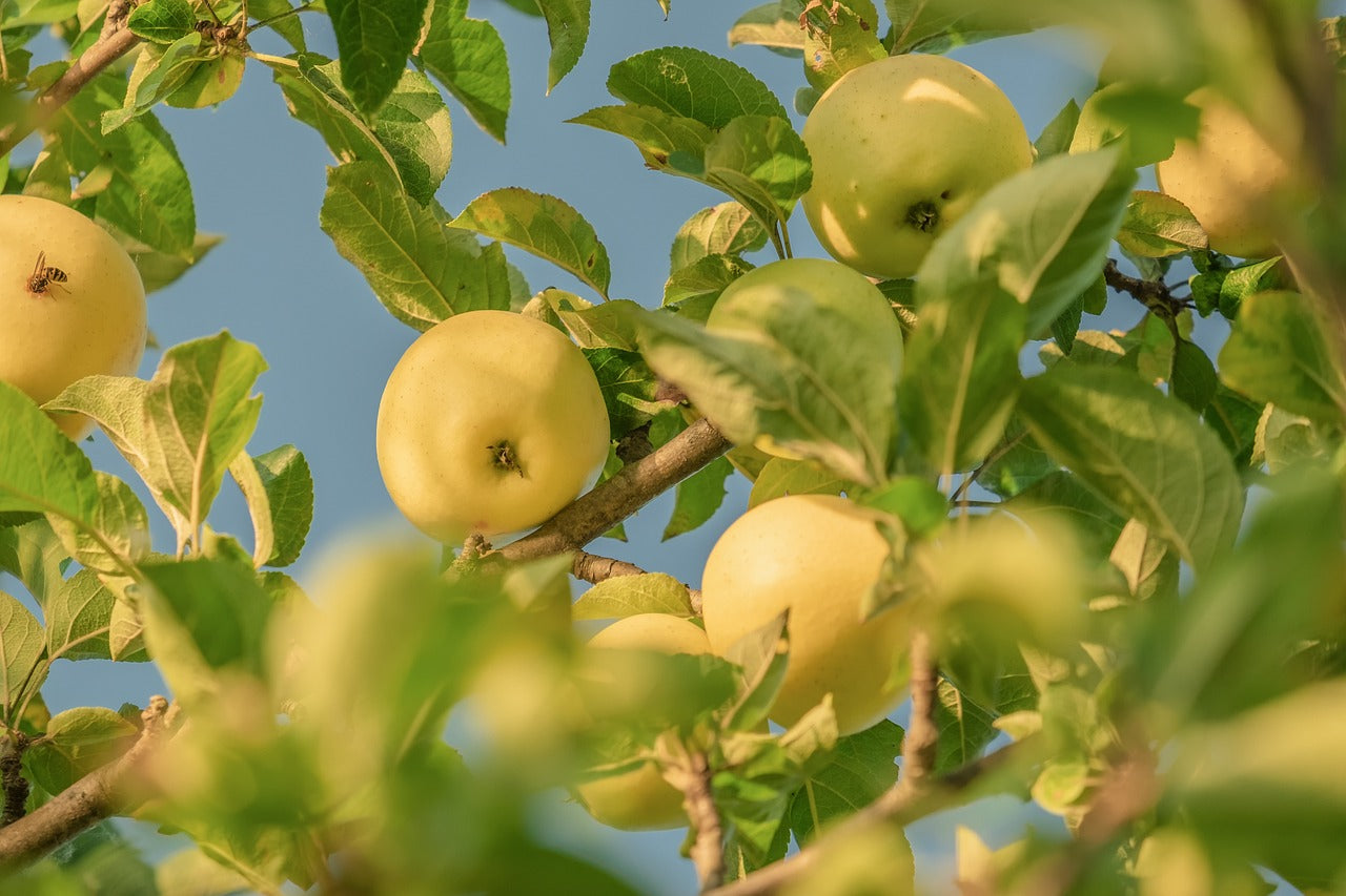 Kinnaur Golden Delicious Apples