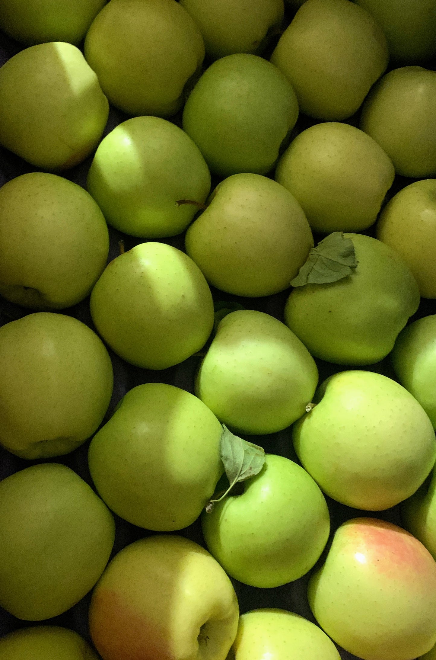 Kinnaur Golden Delicious Apples — Crunchy & Naturally Sweet