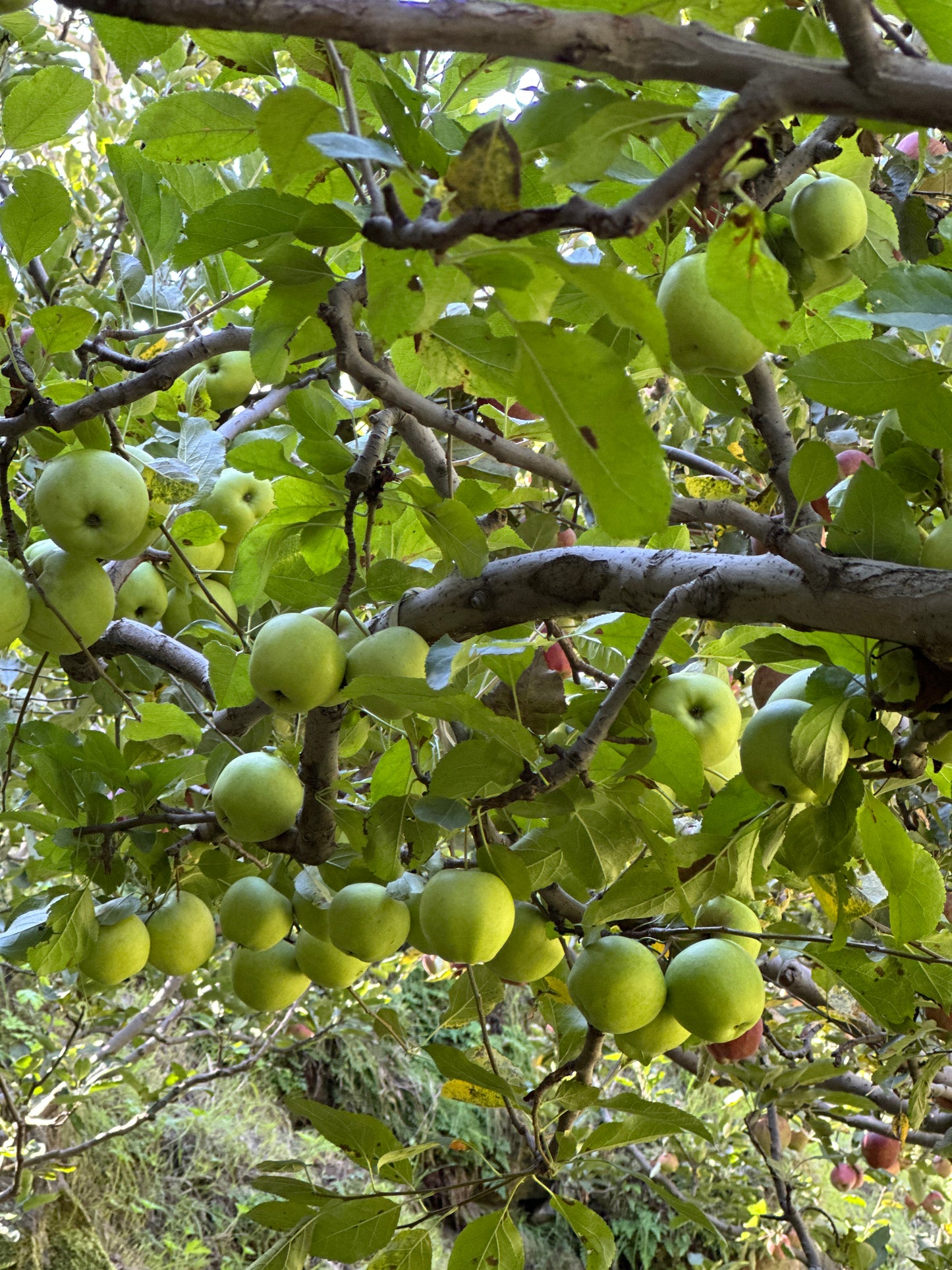 Kinnaur Golden Delicious Apples