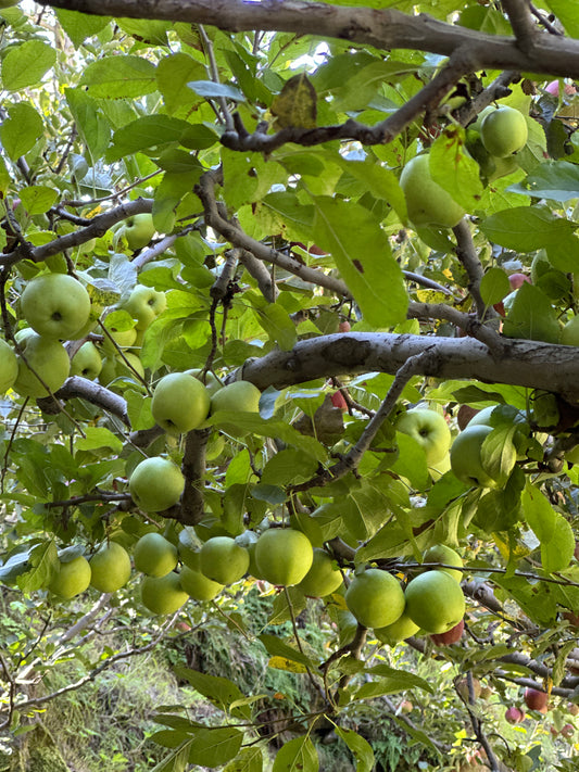 Kinnaur Golden Delicious Apples — Crunchy & Naturally Sweet