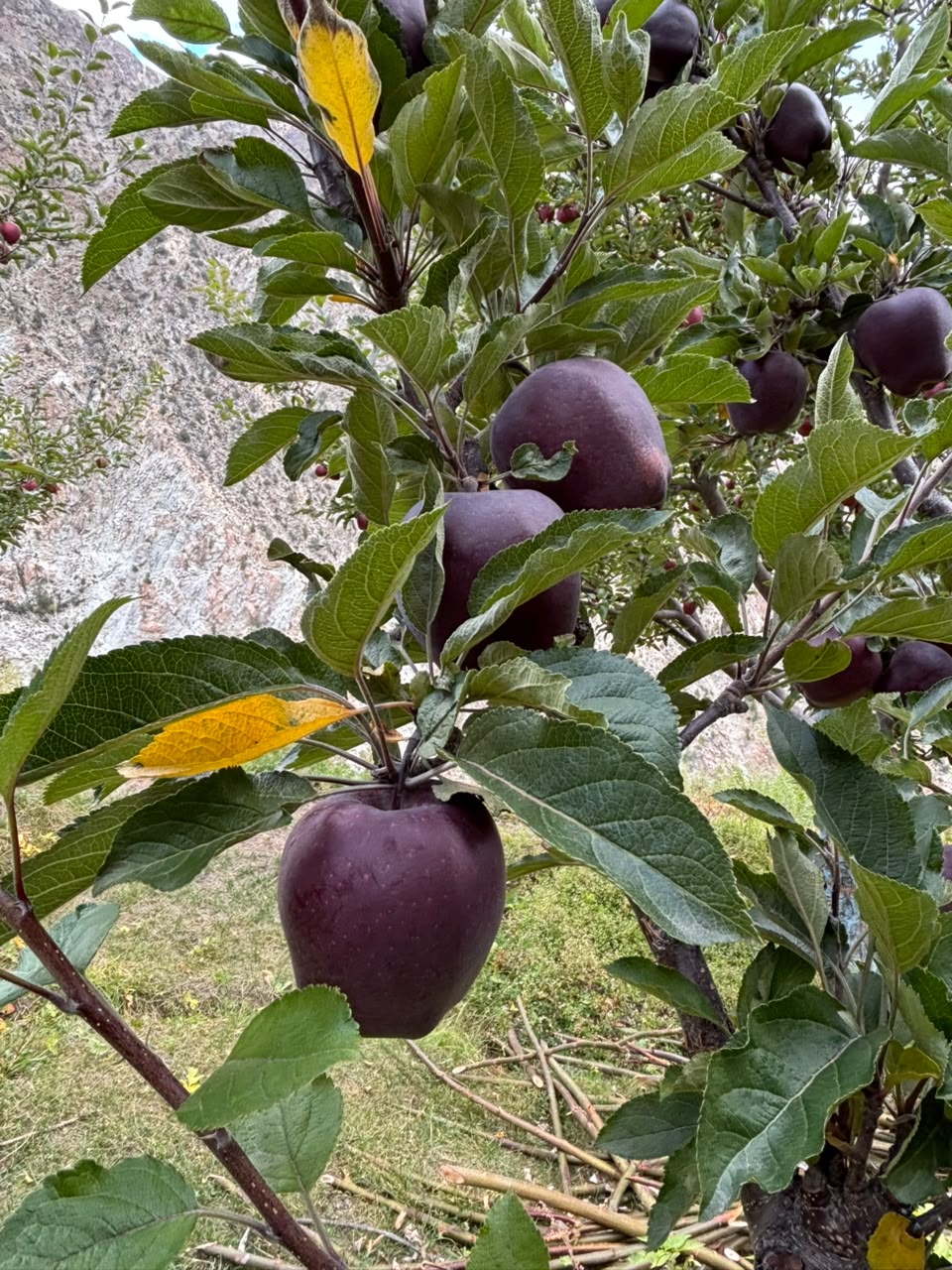 Kinnaur’s Black Royal Apples - Grown above 10,000ft