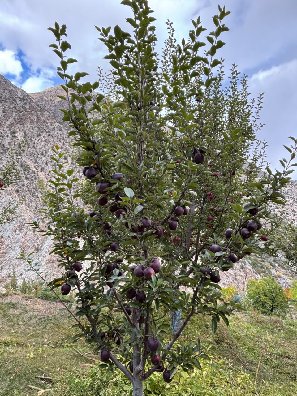 Kinnaur’s Black Royal Apples - Grown above 10,000ft