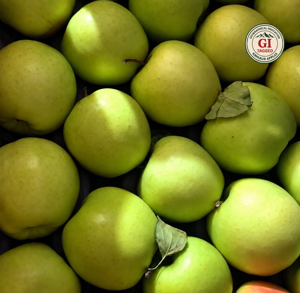 Kinnaur Golden Delicious Apples — Crunchy & Naturally Sweet